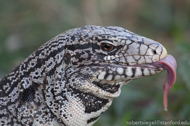 tegu tongue